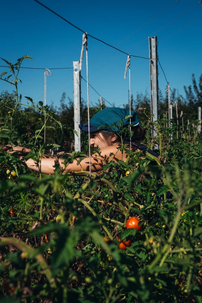Sorgfältige Handarbeit im Gemüsebau: Eine Gärtnerin mit blauer Kappe arbeitet konzentriert zwischen den hochgebundenen Tomatenpflanzen im Lebensgarten Dreisamtal.