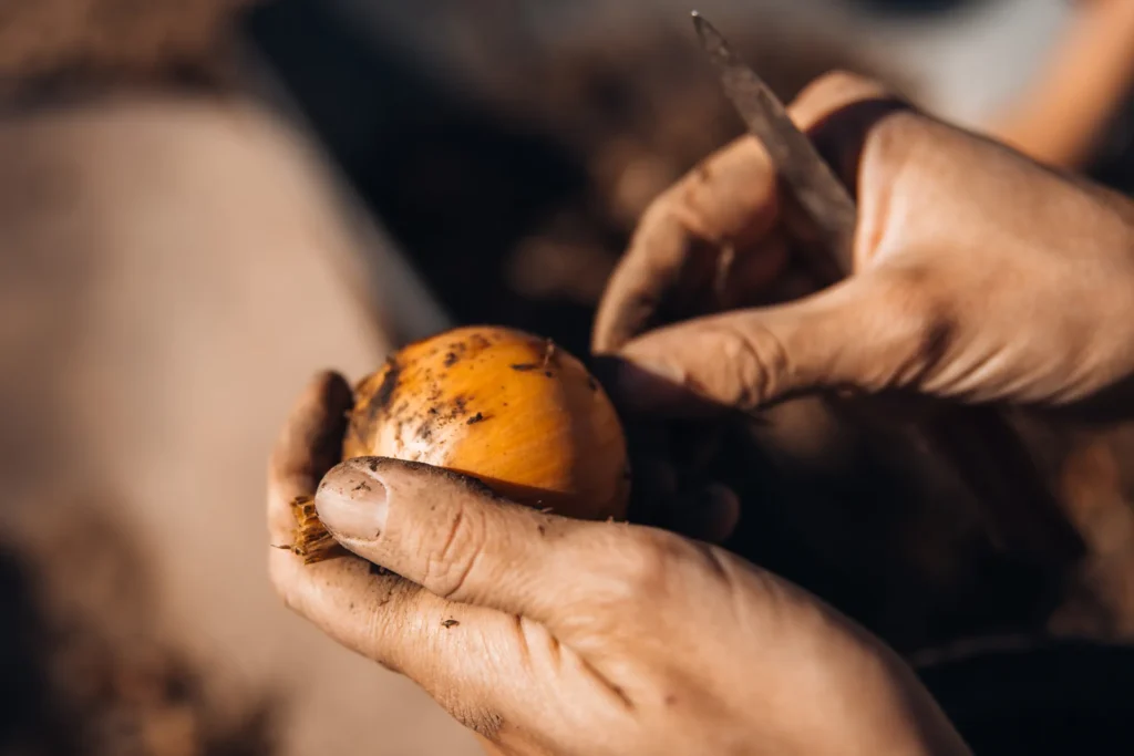 Handwerk und Sorgfalt: Nahaufnahme von erdigen Händen, die eine goldgelbe Speisezwiebel mit einem Messer säubern – Qualität aus dem Lebensgarten Dreisamtal.