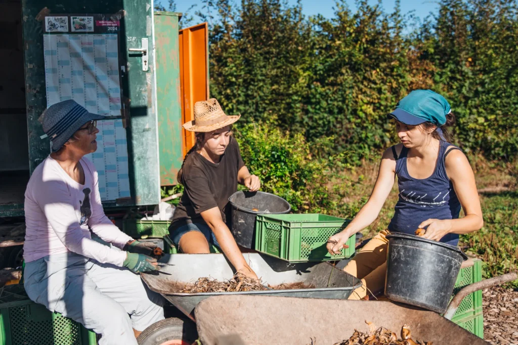 Gemeinsames Schaffen nach der Ernte: Drei Gärtnerinnen sitzen bei sonnigem Wetter zusammen im Lebensgarten Dreisamtal und putzen frisch geerntete Zwiebeln für die Lagerung.