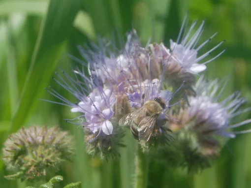 Heilmittel selbst gemacht aus Wildkräutern vom Piluweri-Acker