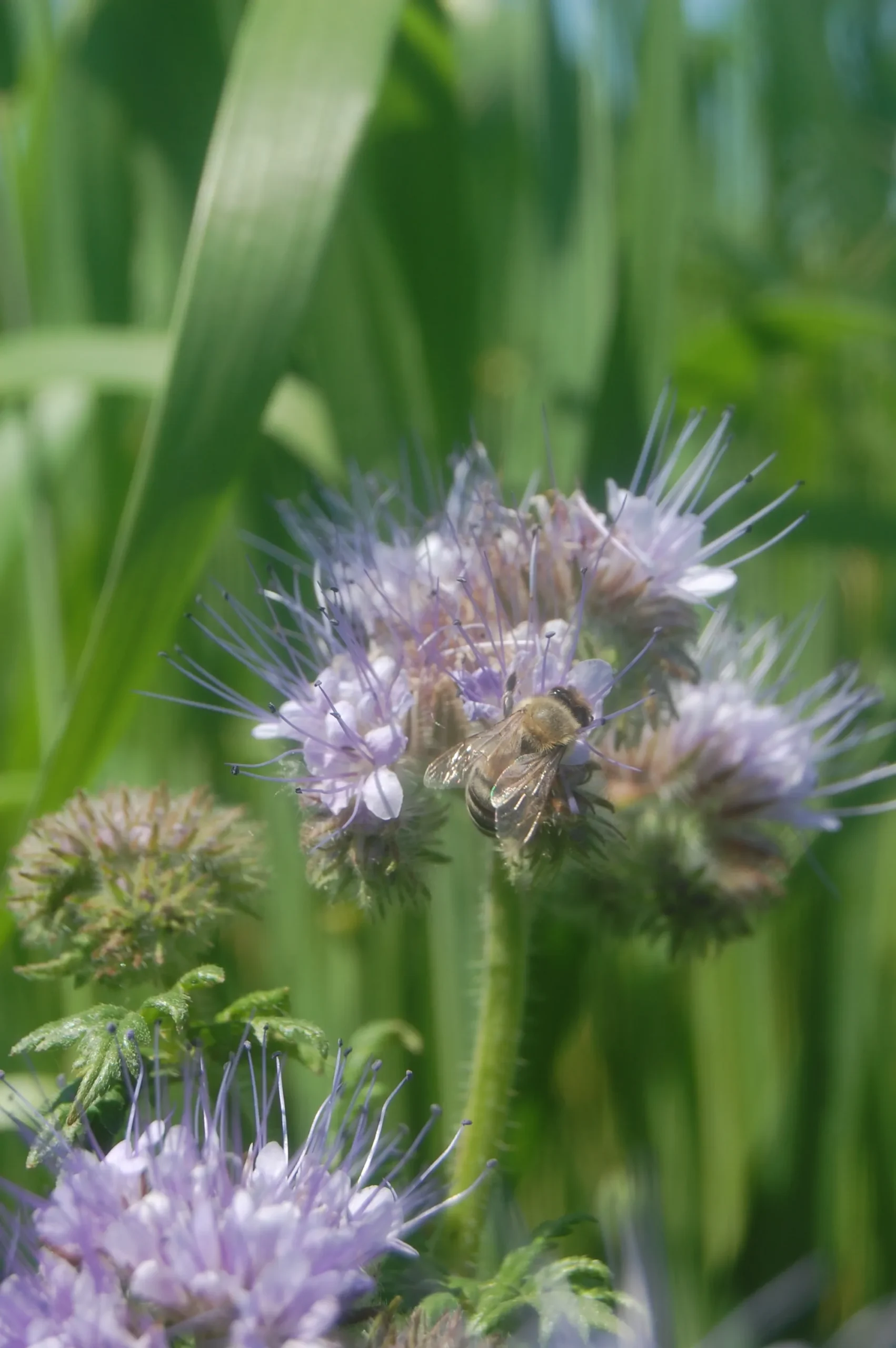 Biene sammelt Nektar auf lila Blüte